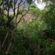 Desde la maleza - Vemos el Cerro y las paredes de escalada entre la maleza.