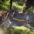 Te cacé!!! - Cual cazador furtivo armado con una cámara de fotos... detengo el salto de este animal del que, por desgracia, no sé el nombre.