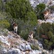 Un camino concurrido - Nunca hubiera pensado encontrar tal cantidad de animales sueltos en Montanejos... y no me refiero a los octavogradistas de Pilas Alcalinas.